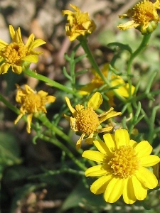 Thymophylla aurea